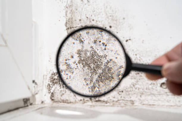 Best Commercial Mold Inspection  in Lawrenceville, VA